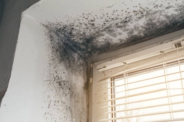 Affordable Basement Mold Removal solutions in Alto, GA